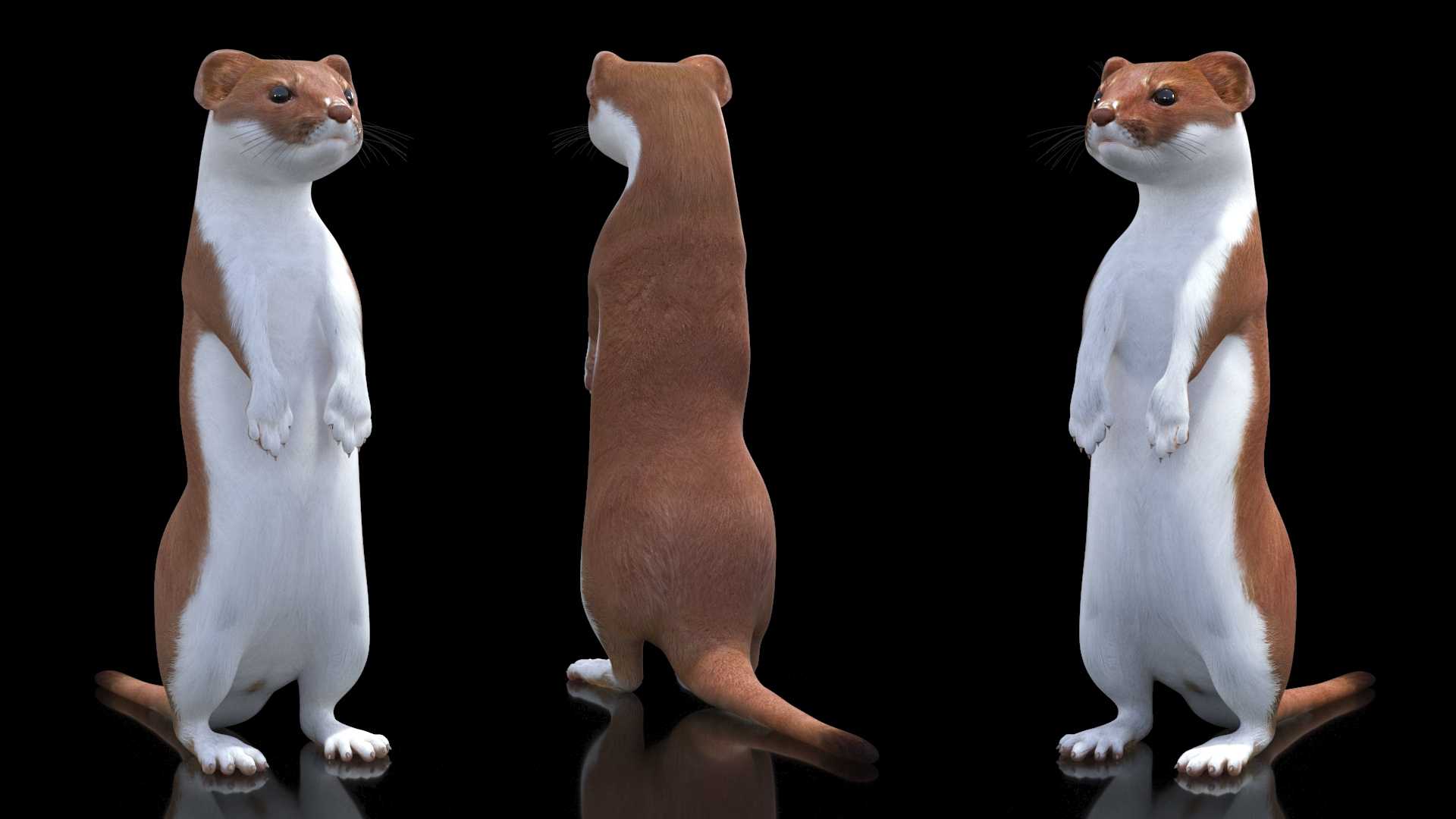 3D model Beringian Stoat Brown Standing Pose