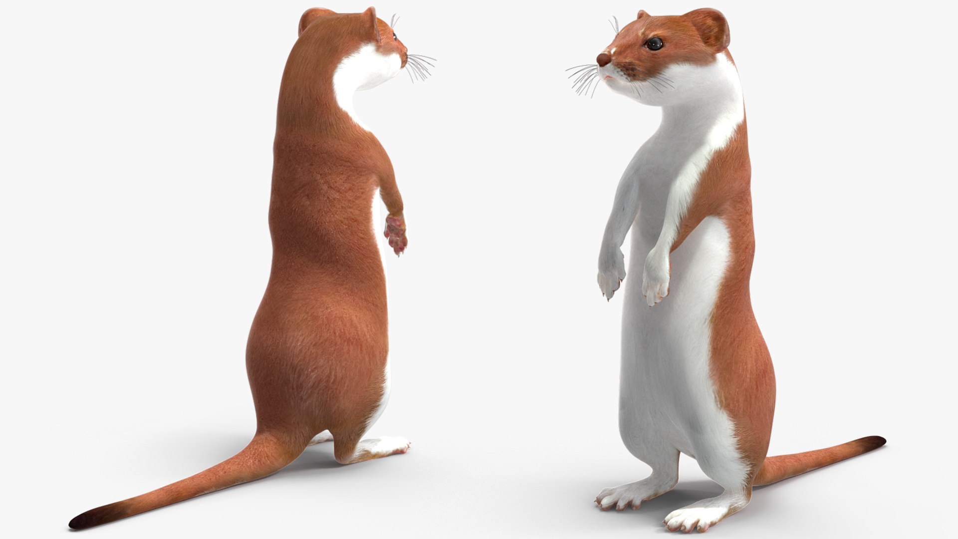 3D model Beringian Stoat Brown Standing Pose