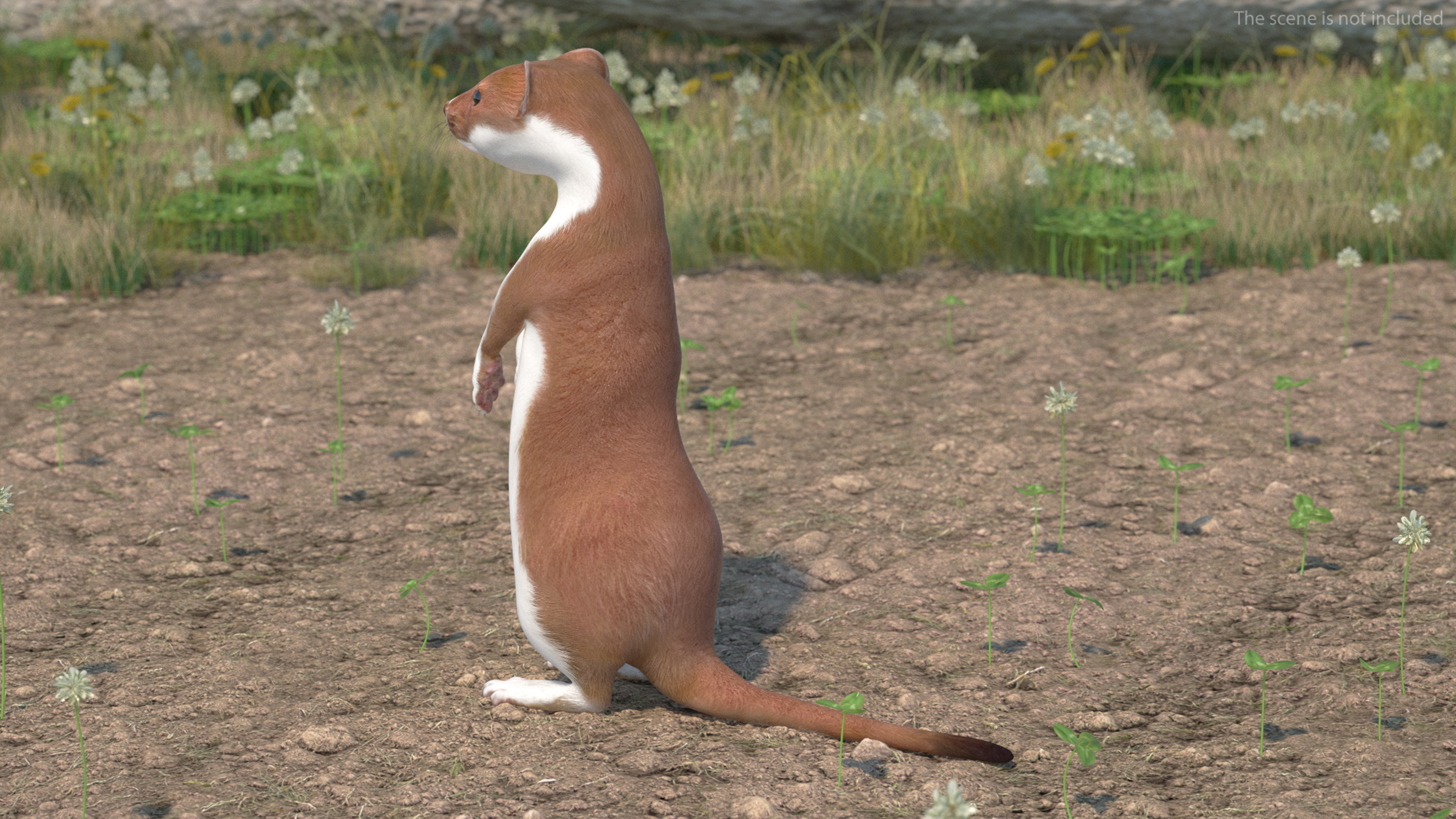 3D model Beringian Stoat Brown Standing Pose