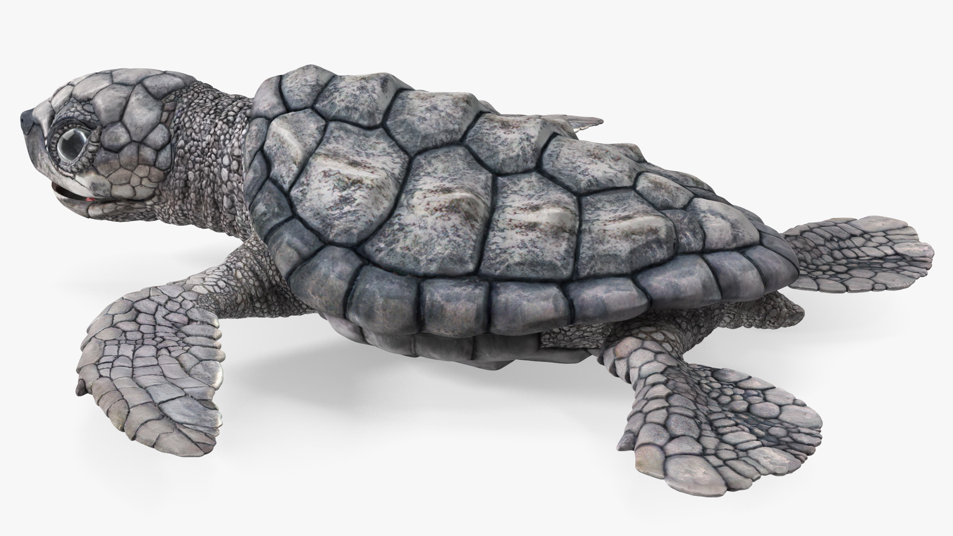 3D model Baby Sea Turtle Gray