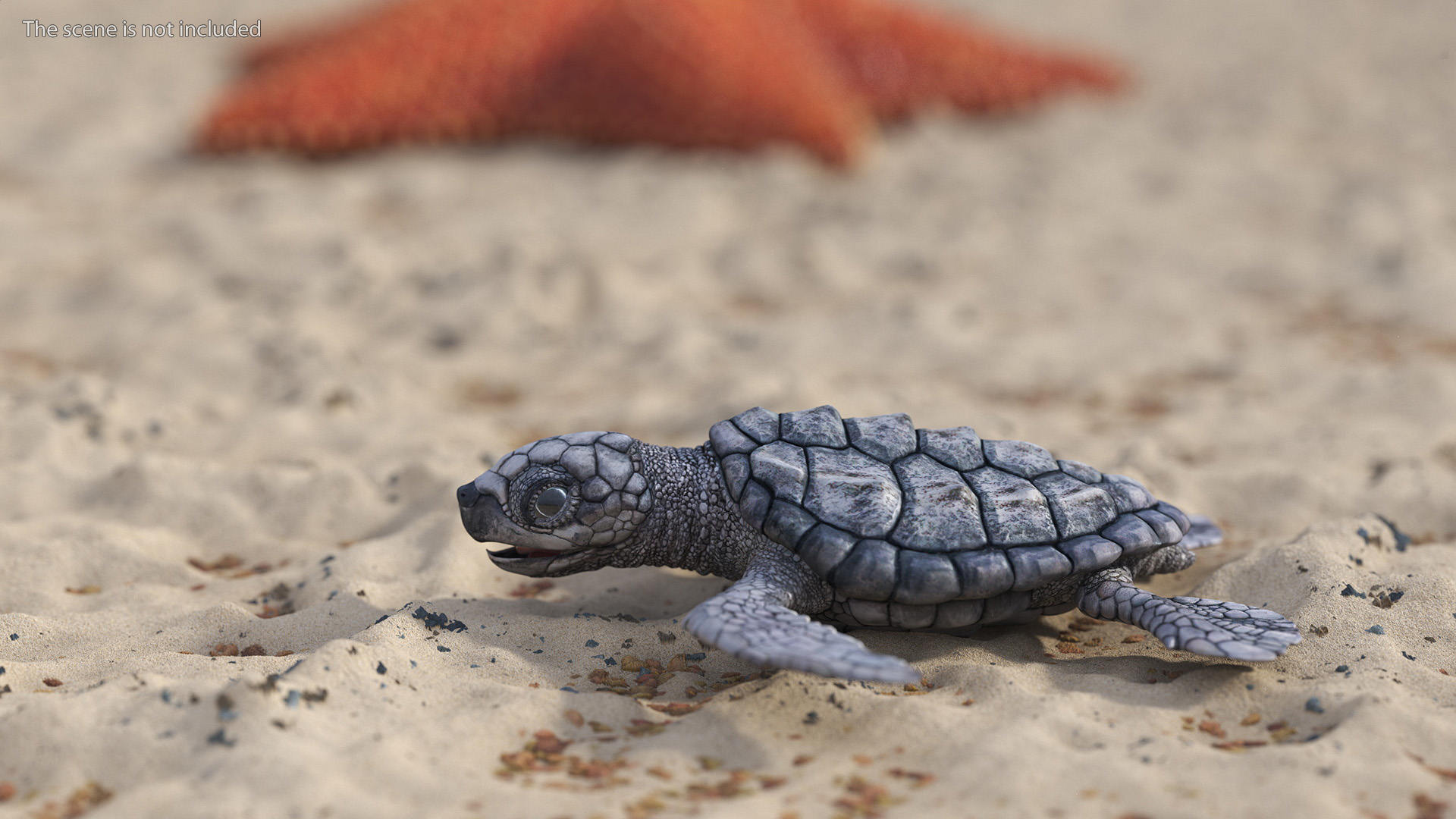 3D model Baby Sea Turtle Gray