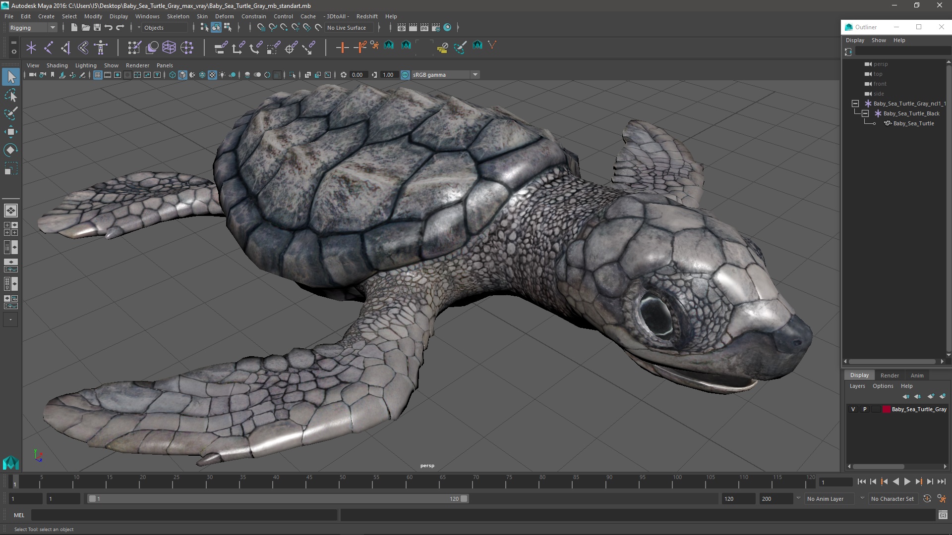 3D model Baby Sea Turtle Gray