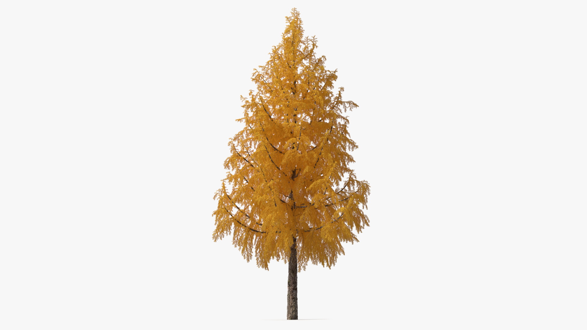 3D Tall Japanese Larch Tree Yellow