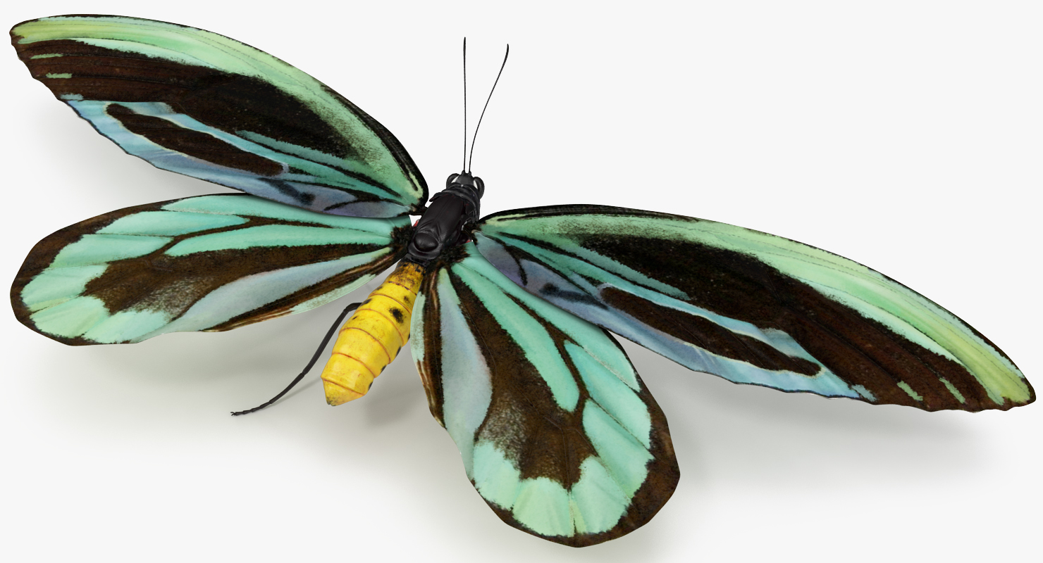 3D Ornithoptera Alexandrae Butterfly model