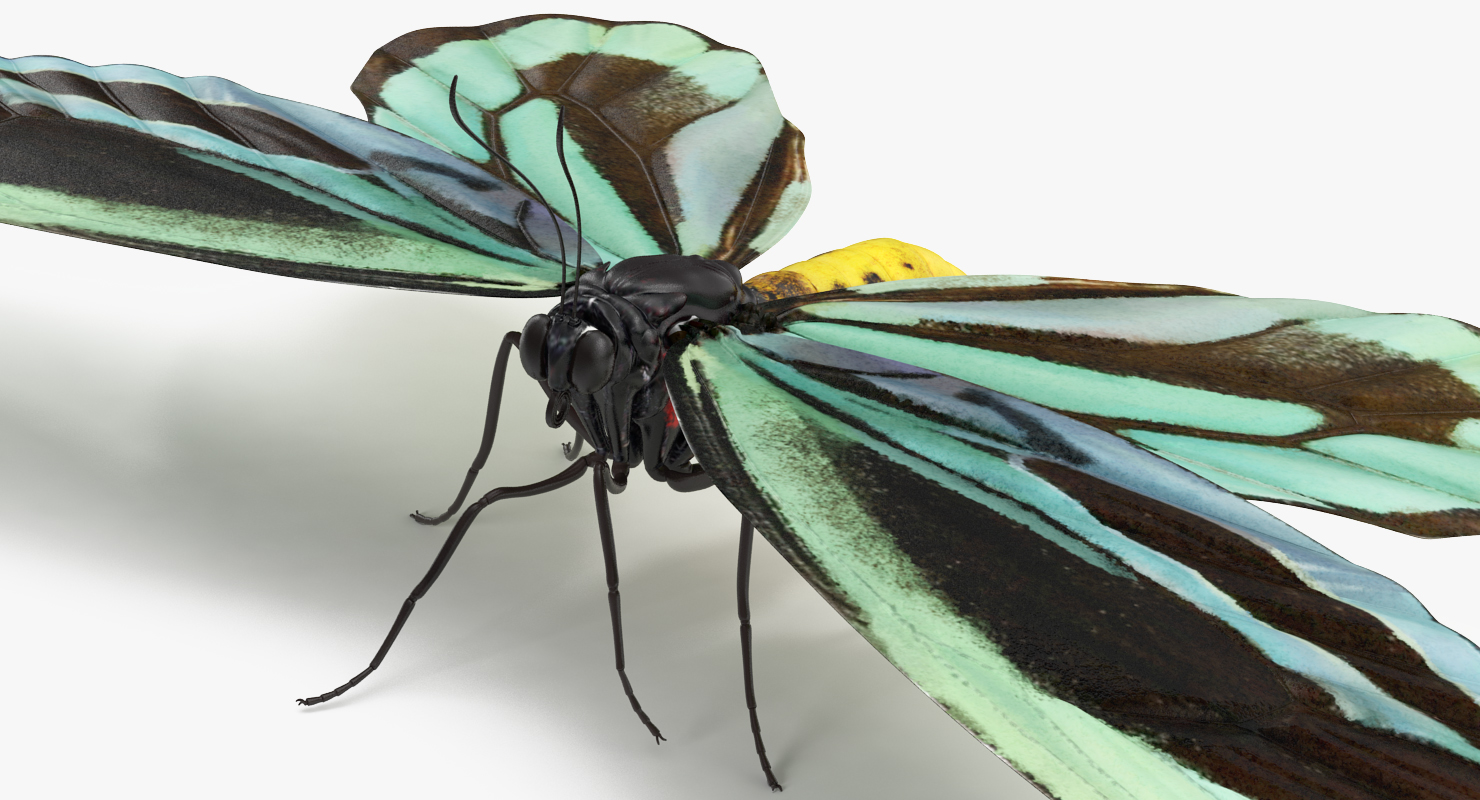 3D Ornithoptera Alexandrae Butterfly model