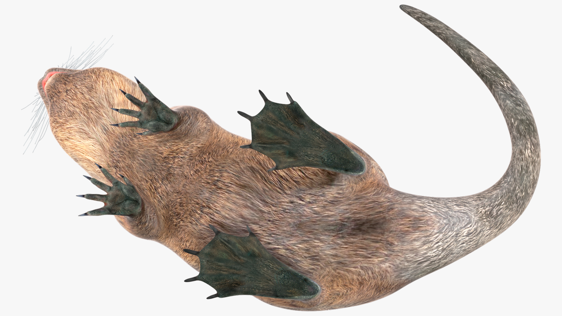 Nutria in a Sitting Pose 3D model