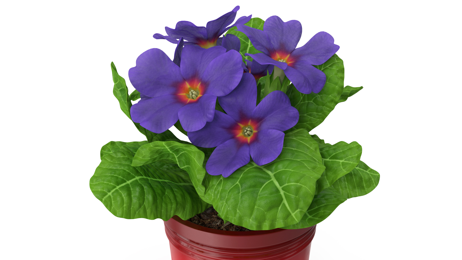 3D model Primula Vulgaris in Pot Purple