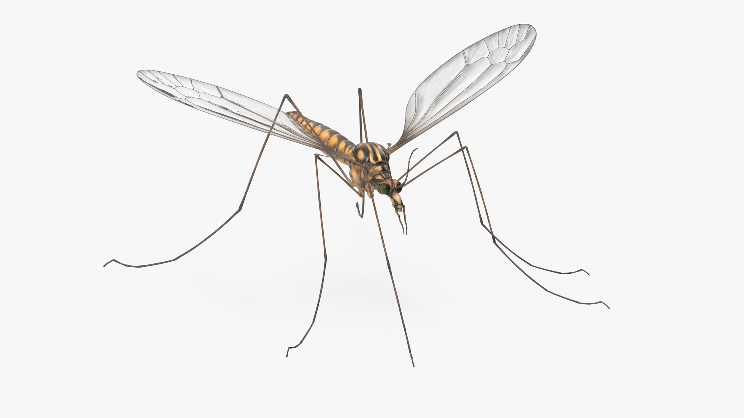 3D Crane Fly Gallinipper Mosquito Rigged for Maya