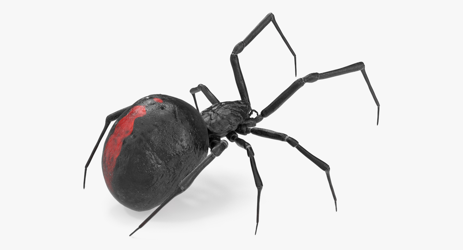 3D model Black Widow Spider Rigged