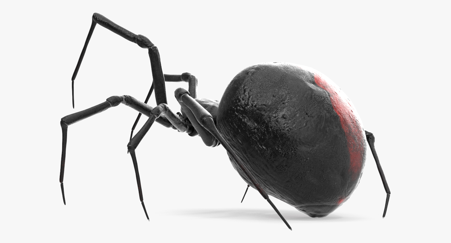 3D model Black Widow Spider Rigged