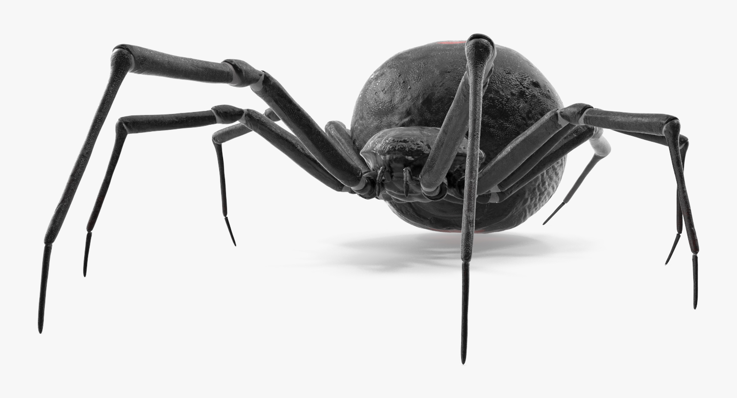 3D model Black Widow Spider Rigged