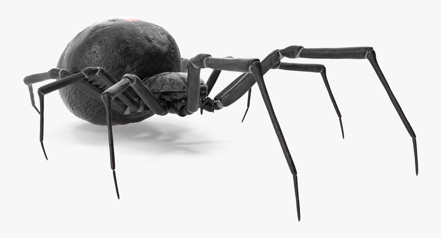 3D model Black Widow Spider Rigged