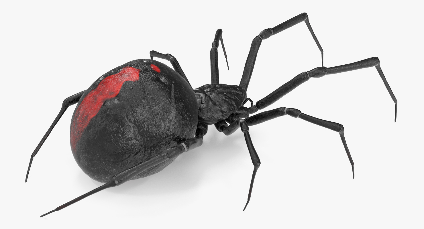 3D model Black Widow Spider Rigged