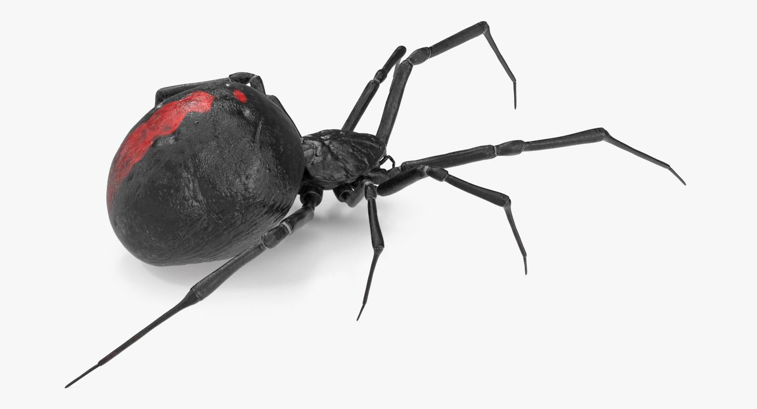 3D model Black Widow Spider Rigged