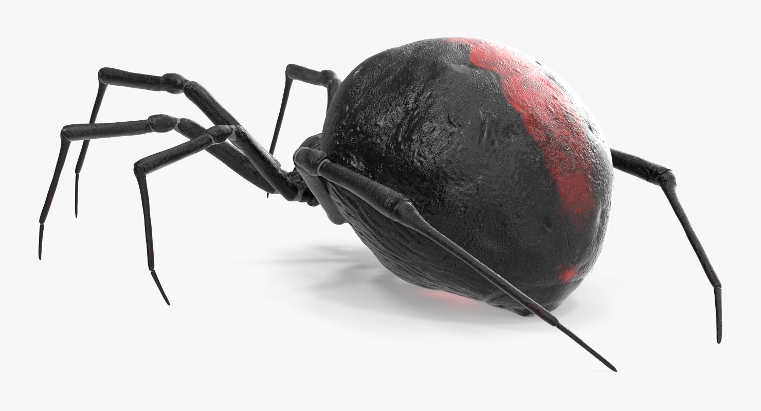 3D model Black Widow Spider Rigged