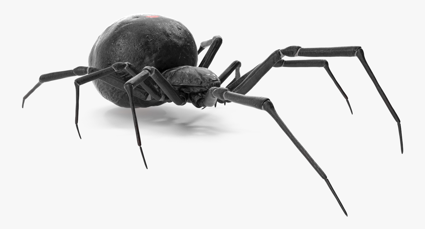 3D model Black Widow Spider Rigged