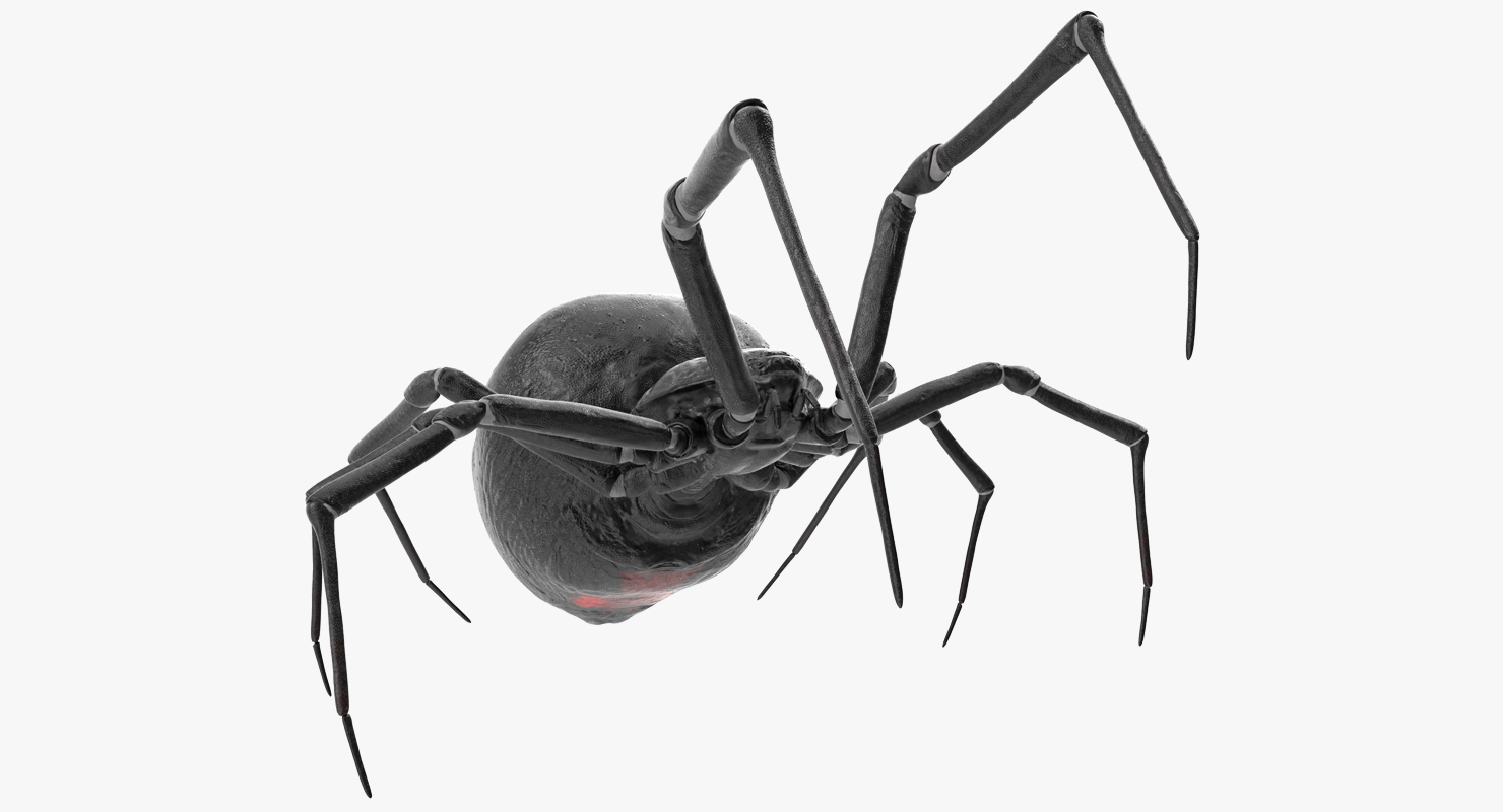 3D model Black Widow Spider Rigged