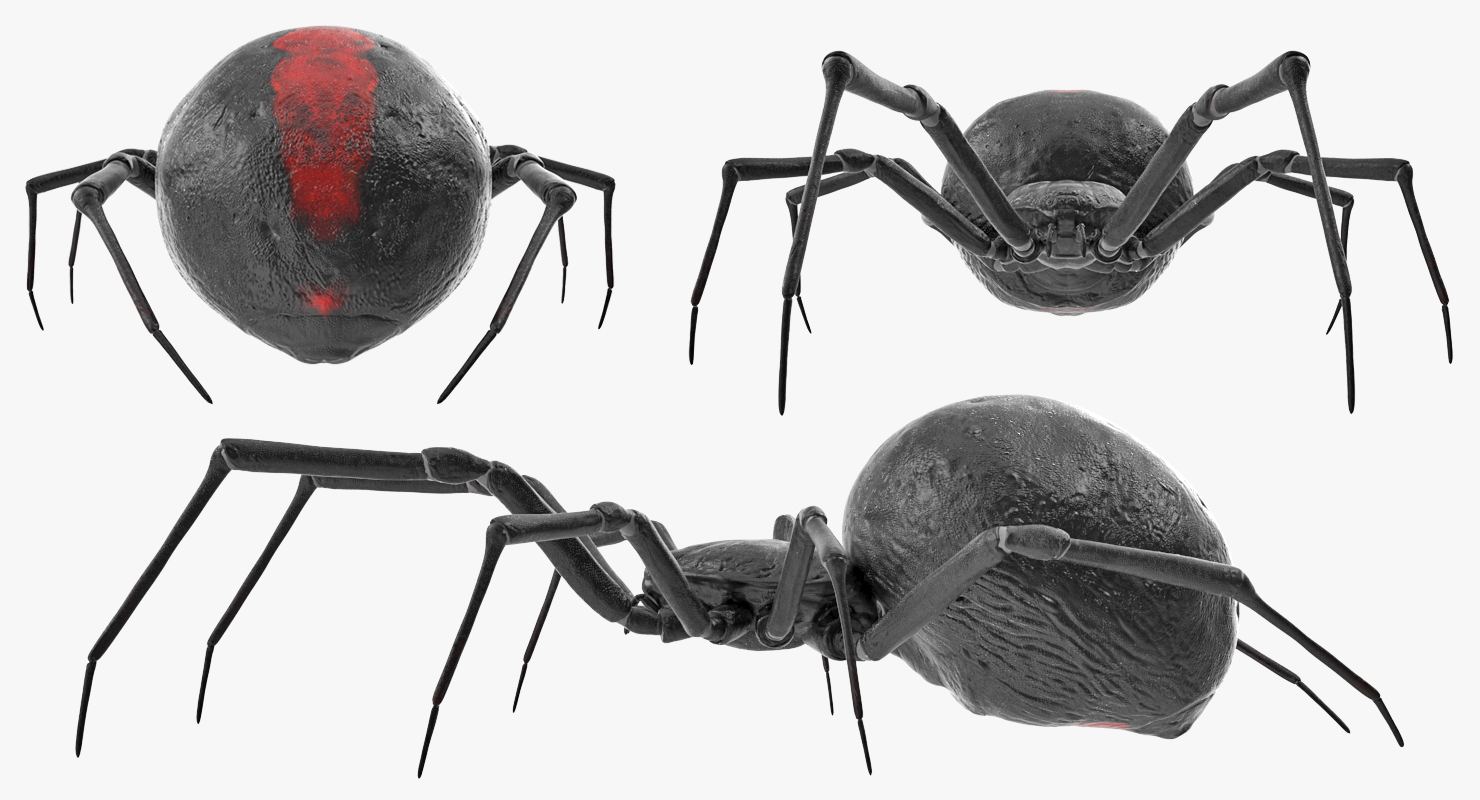 3D model Black Widow Spider Rigged