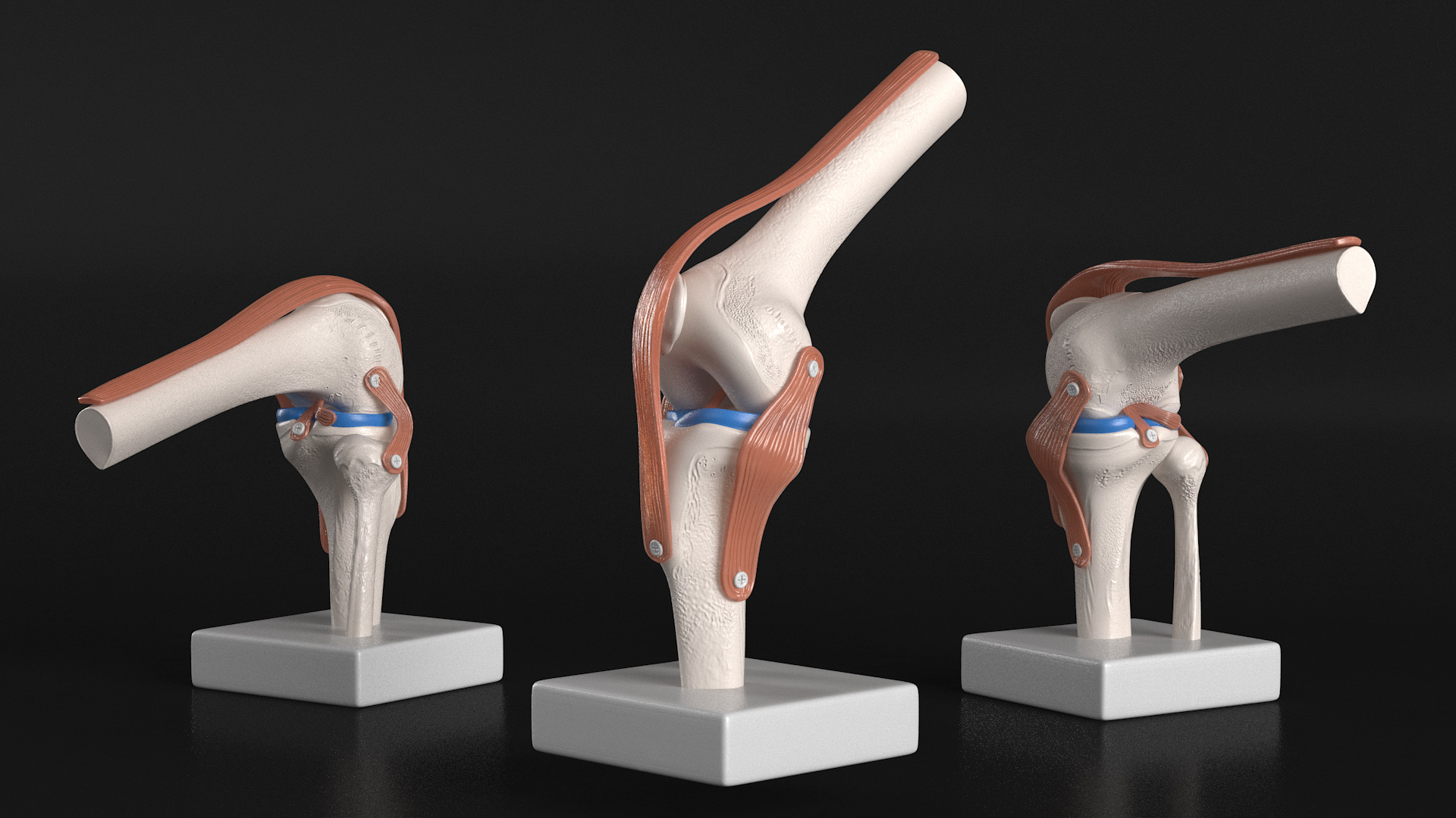 Anatomical Model of Knee Joint Rigged 3D