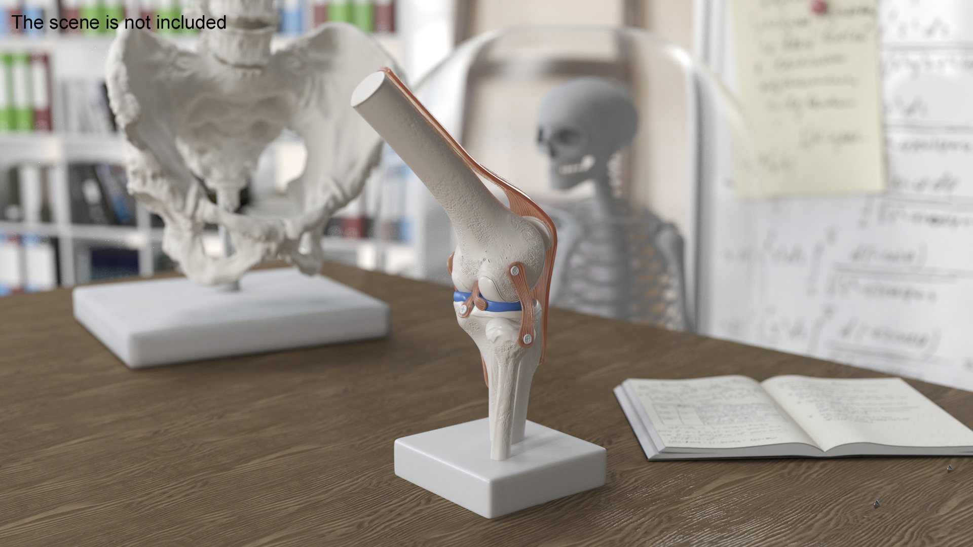 Anatomical Model of Knee Joint Rigged 3D