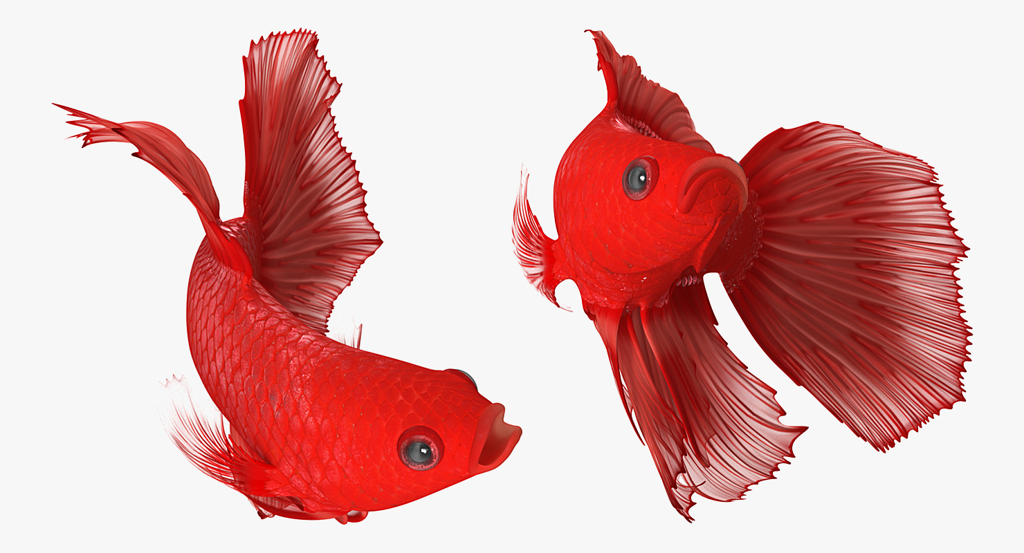 3D Red Crowntail Betta Fish Rigged