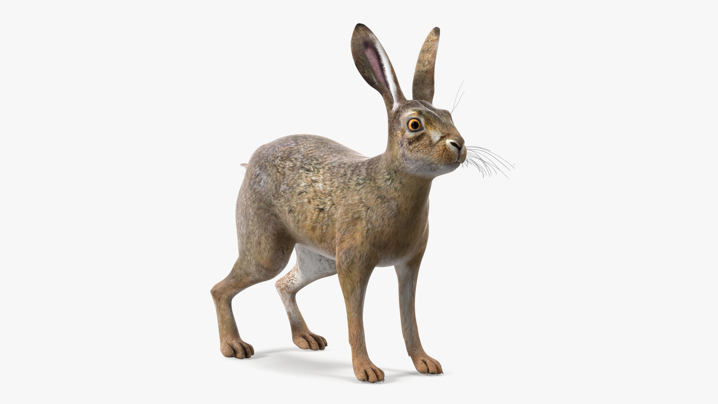 3D Jackrabbit Rigged for Maya