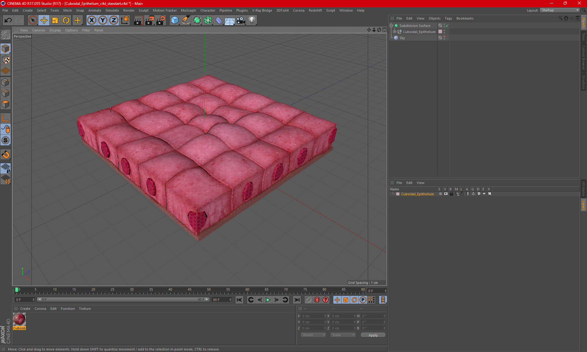 Cuboidal Epithelium 3D model