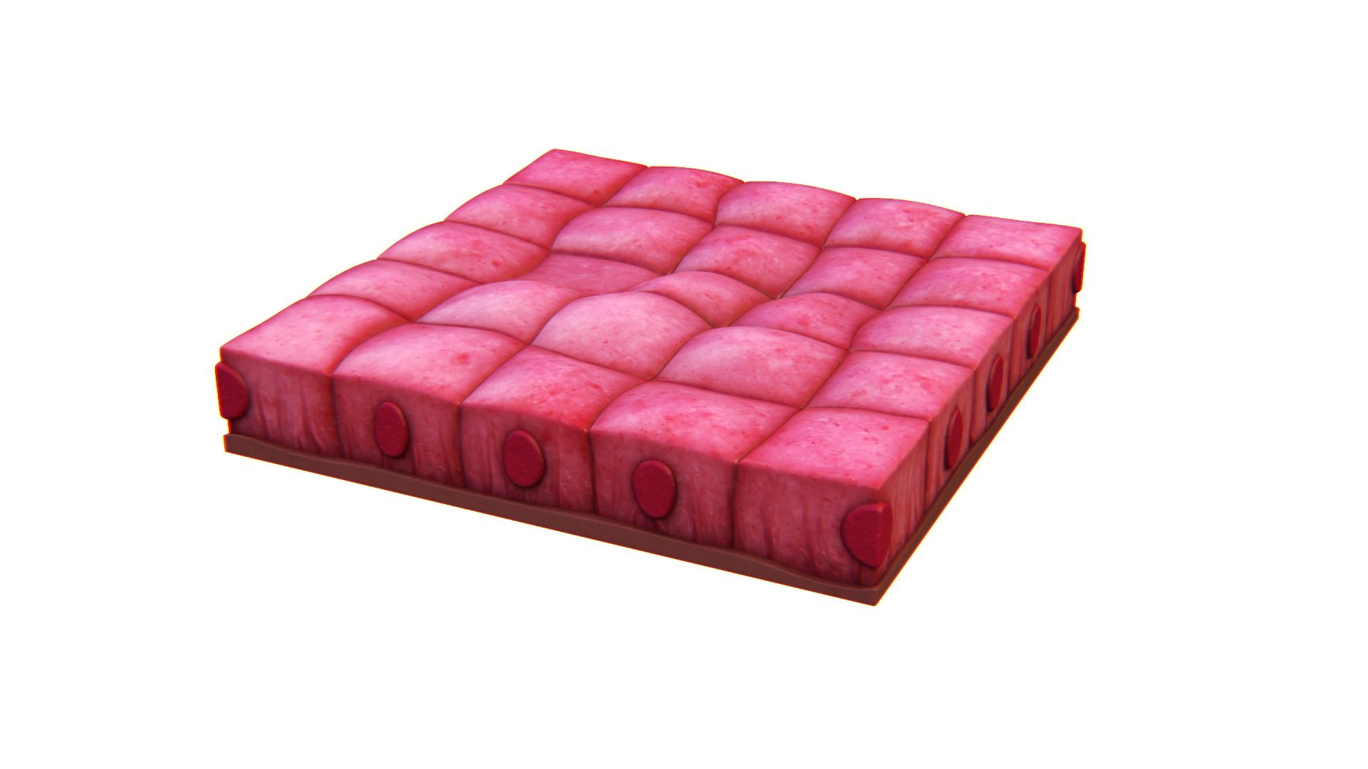 Cuboidal Epithelium 3D model