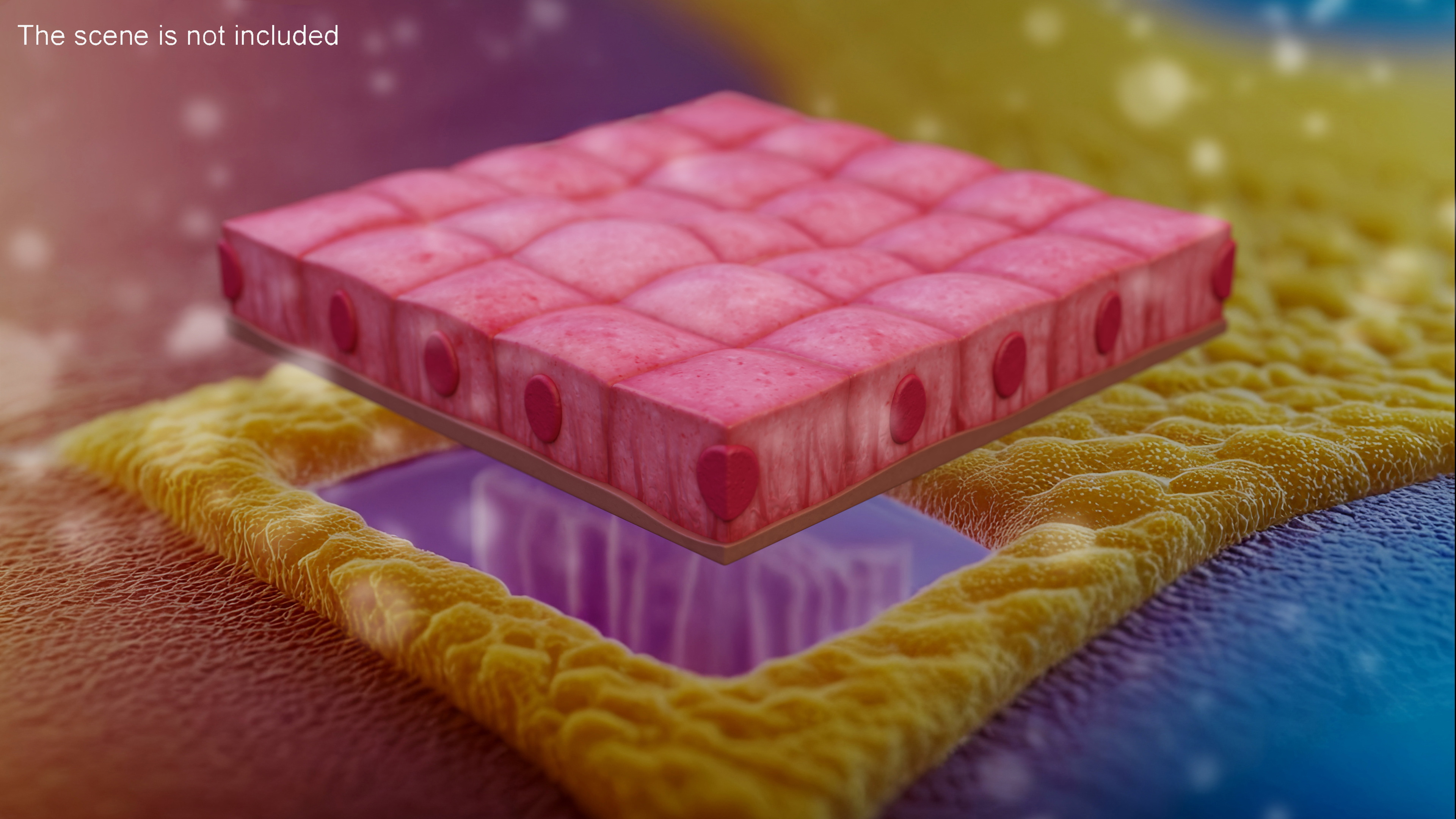 Cuboidal Epithelium 3D model