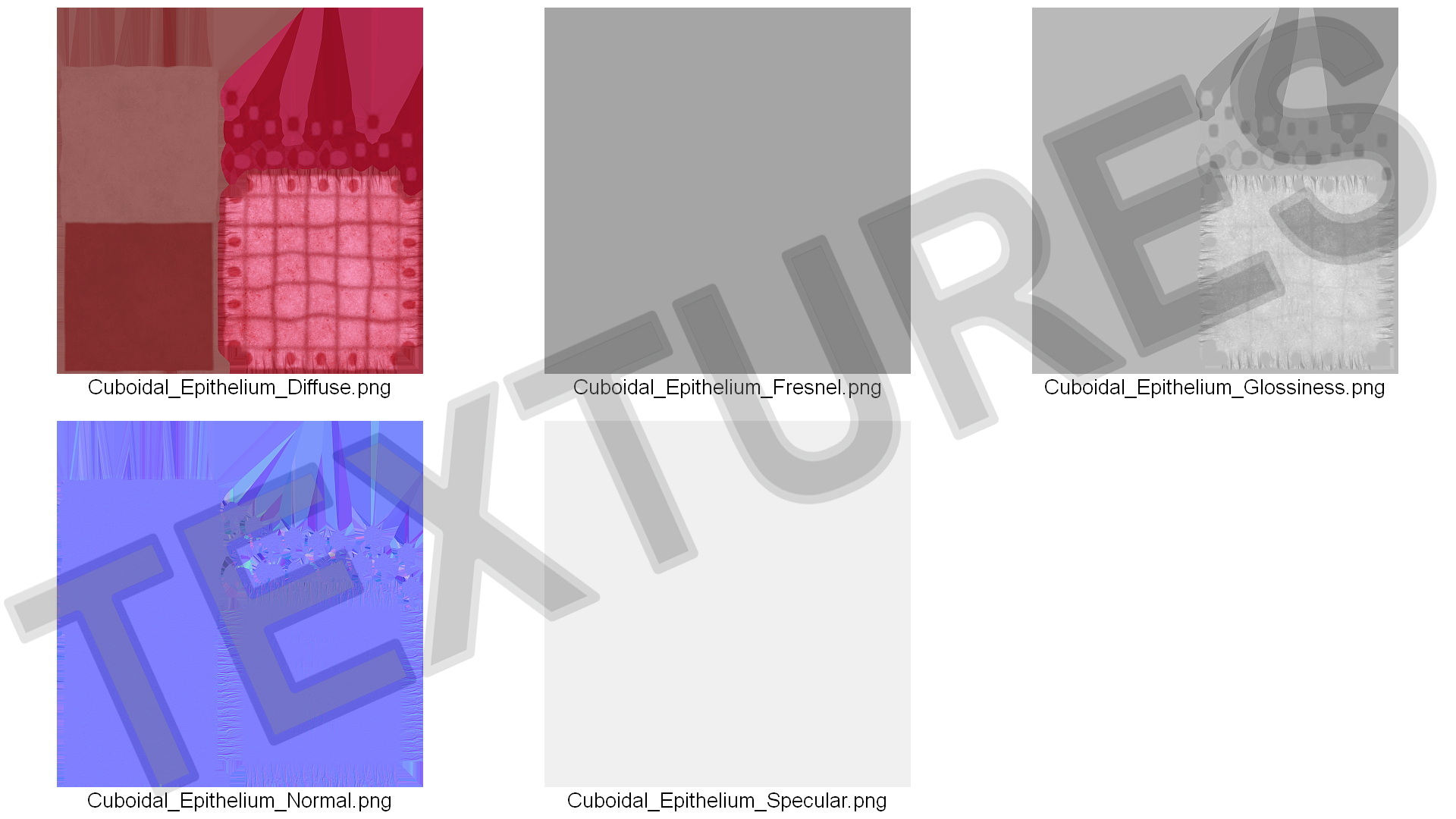 Cuboidal Epithelium 3D model