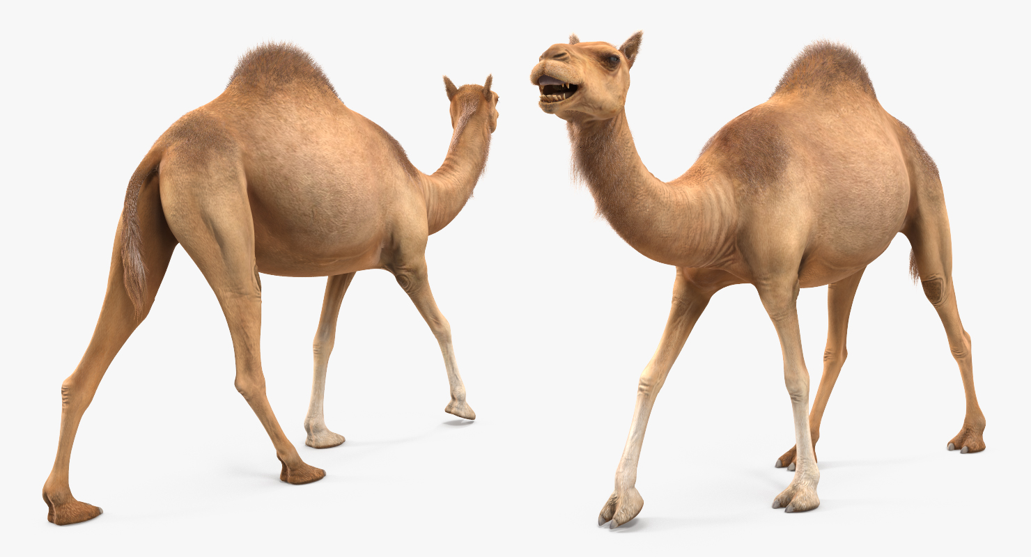 Camel Walking Pose With Fur 3D