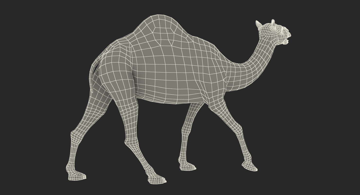 Camel Walking Pose With Fur 3D