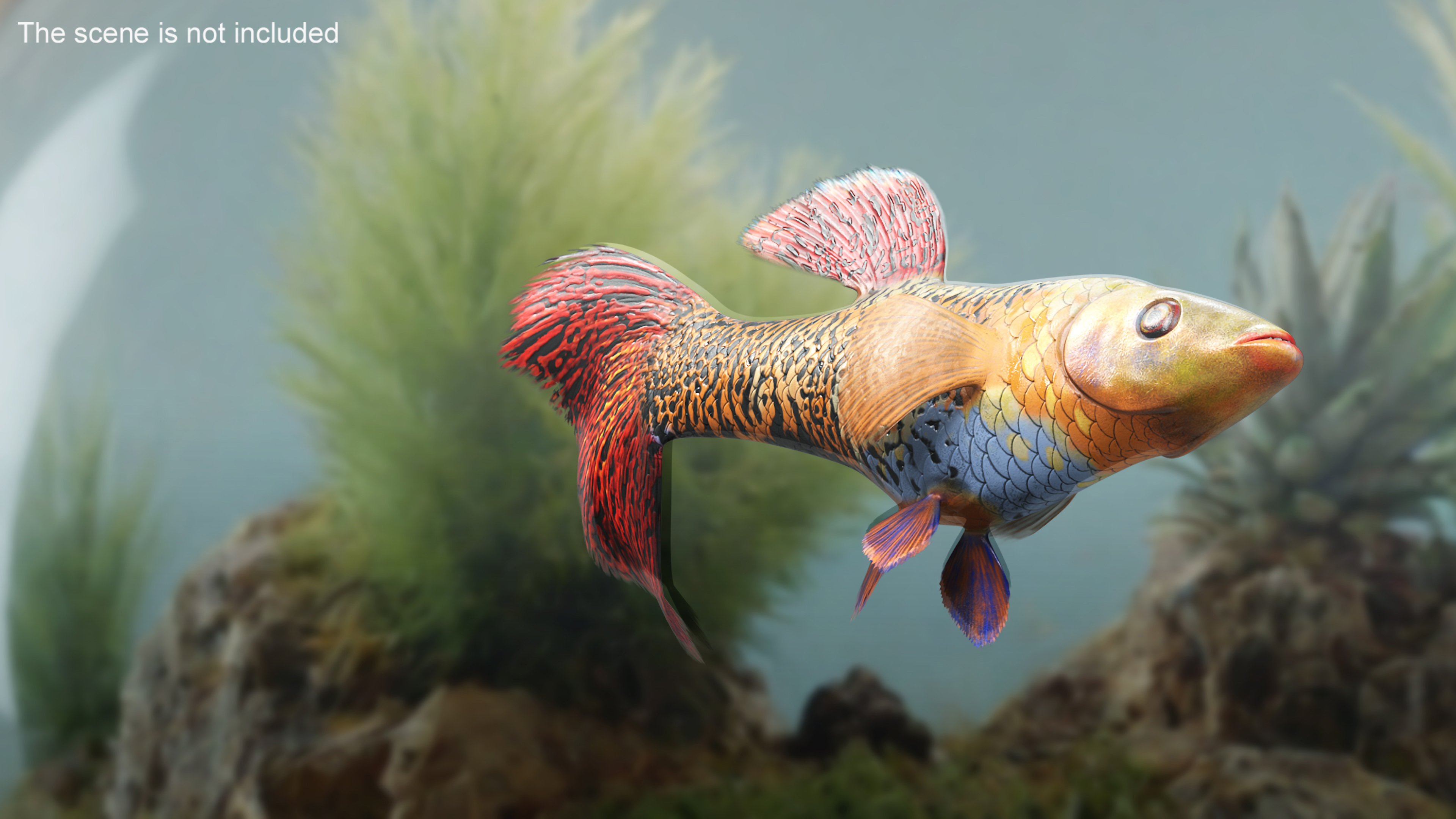 3D Guppy Fish Red Snake Rigged for Maya