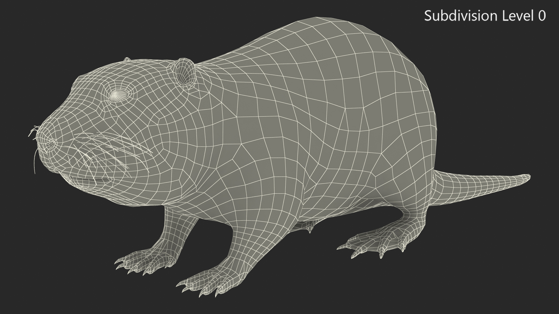 3D model Nutria Fur