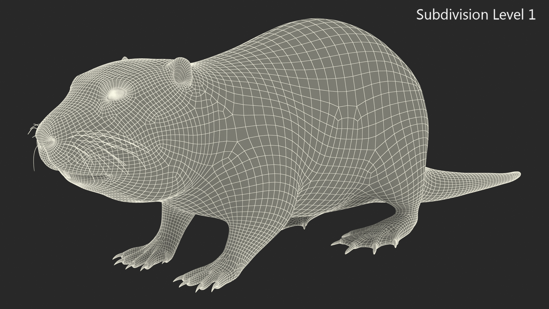 3D model Nutria Fur