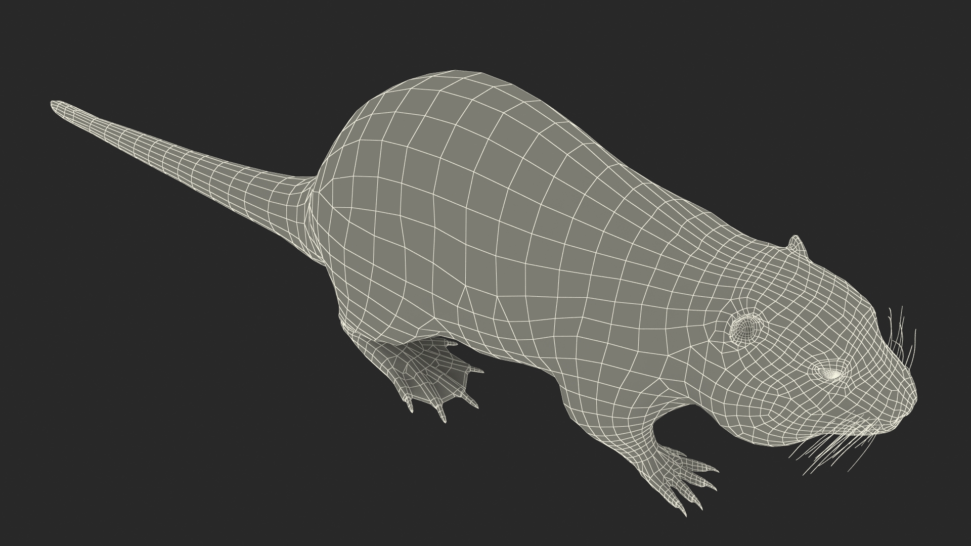 3D model Nutria Fur