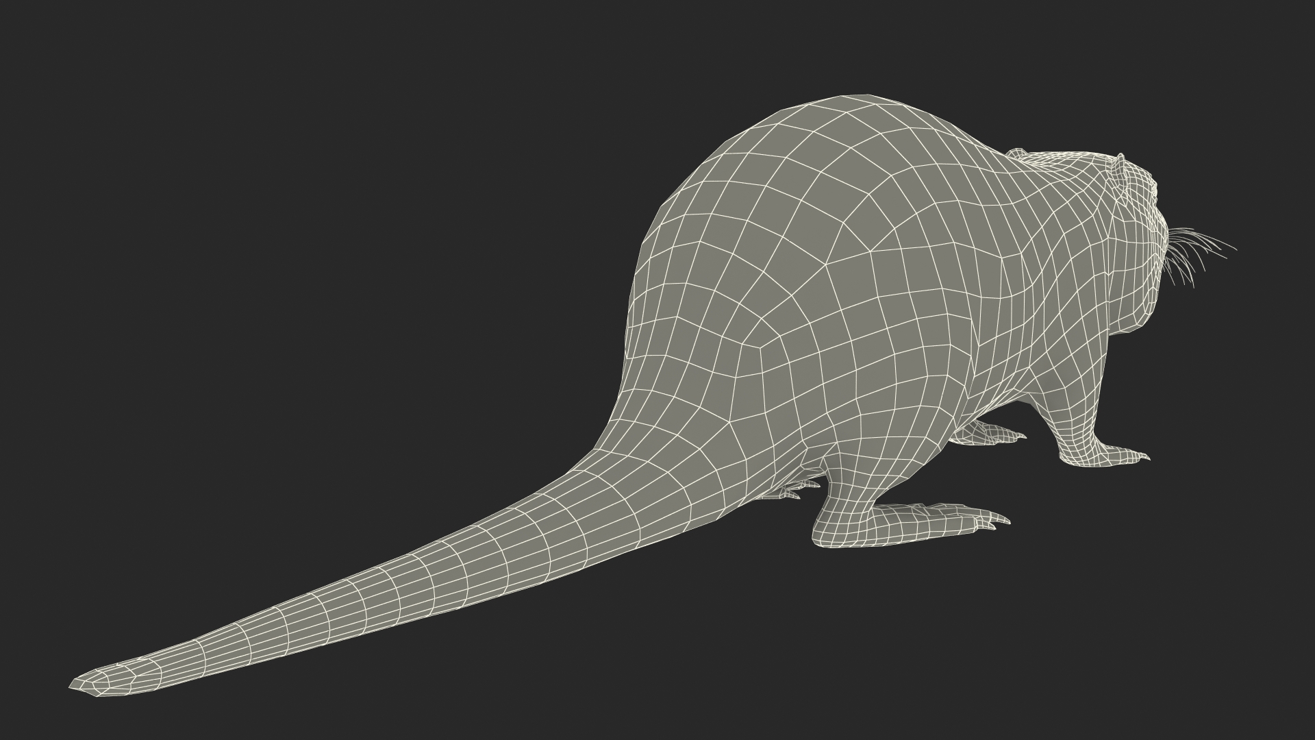 3D model Nutria Fur