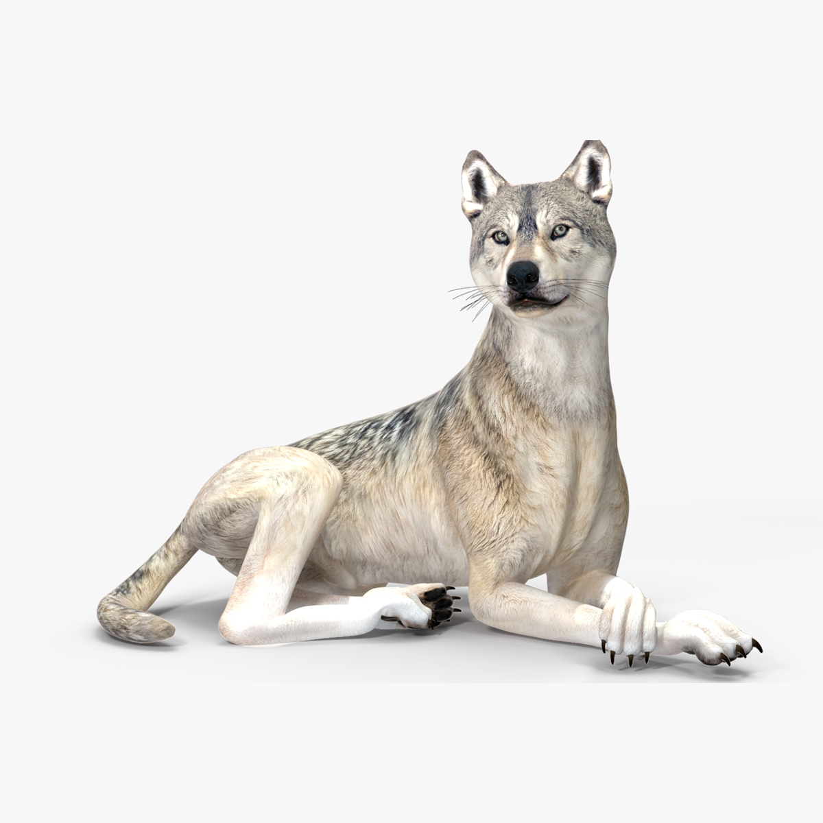 3D model Wolf Rigged for Cinema 4D