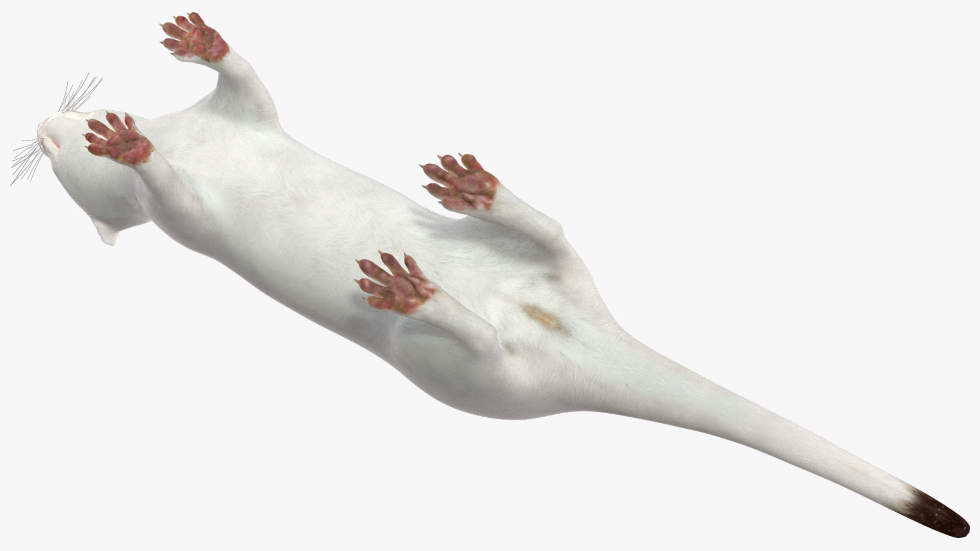 3D model Ermine Mammal White Rigged for Maya