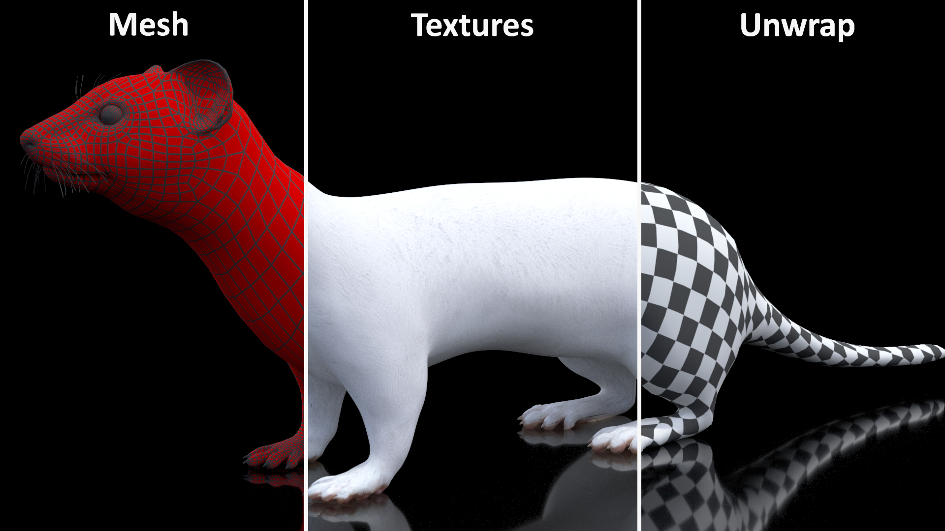 3D model Ermine Mammal White Rigged for Maya