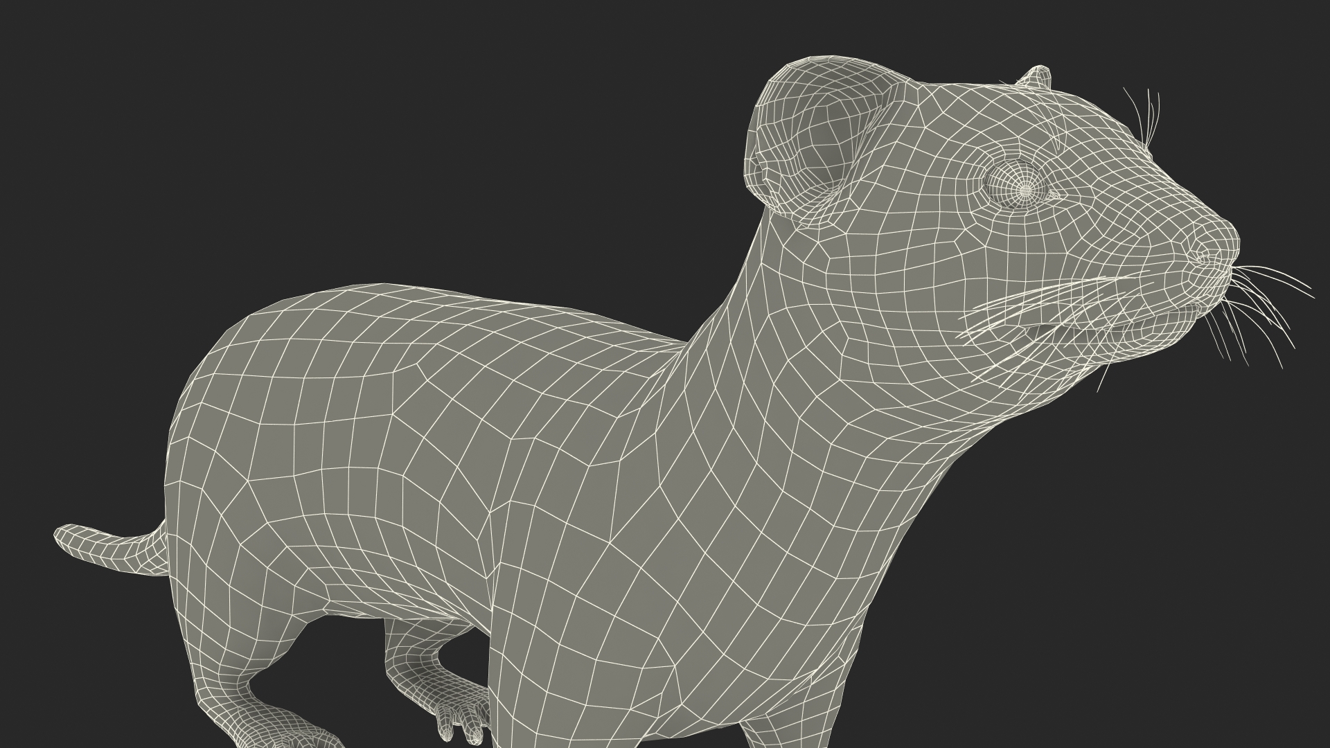 3D model Ermine Mammal White Rigged for Maya