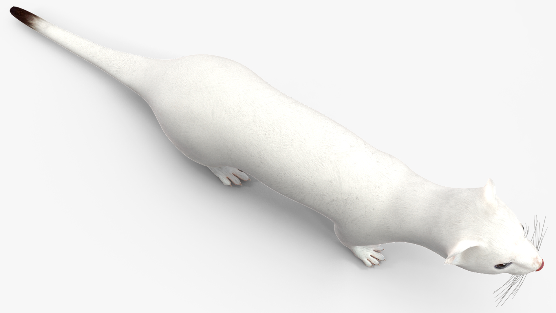 3D model Ermine Mammal White Rigged for Maya