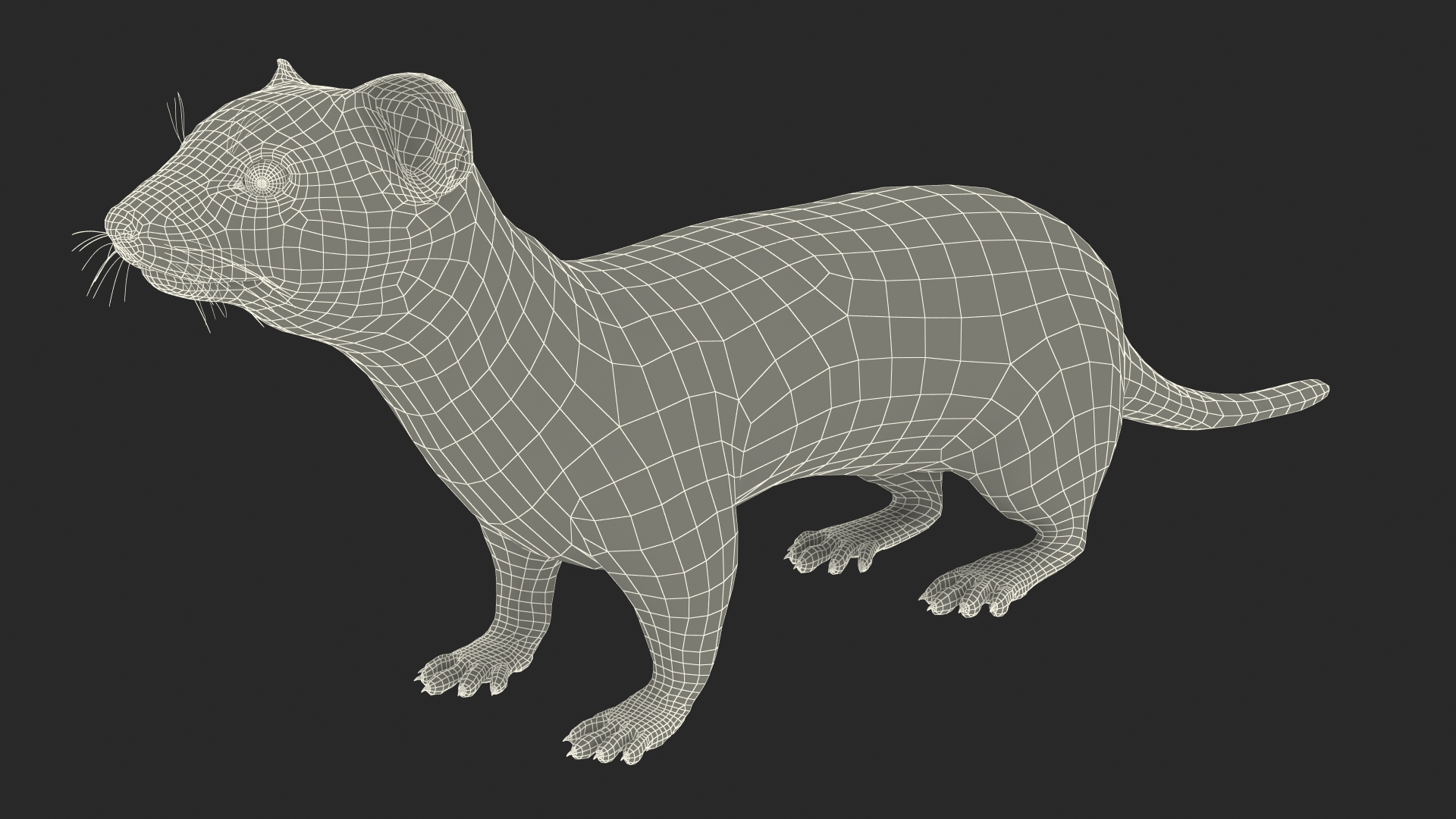 3D model Ermine Mammal White Rigged for Maya