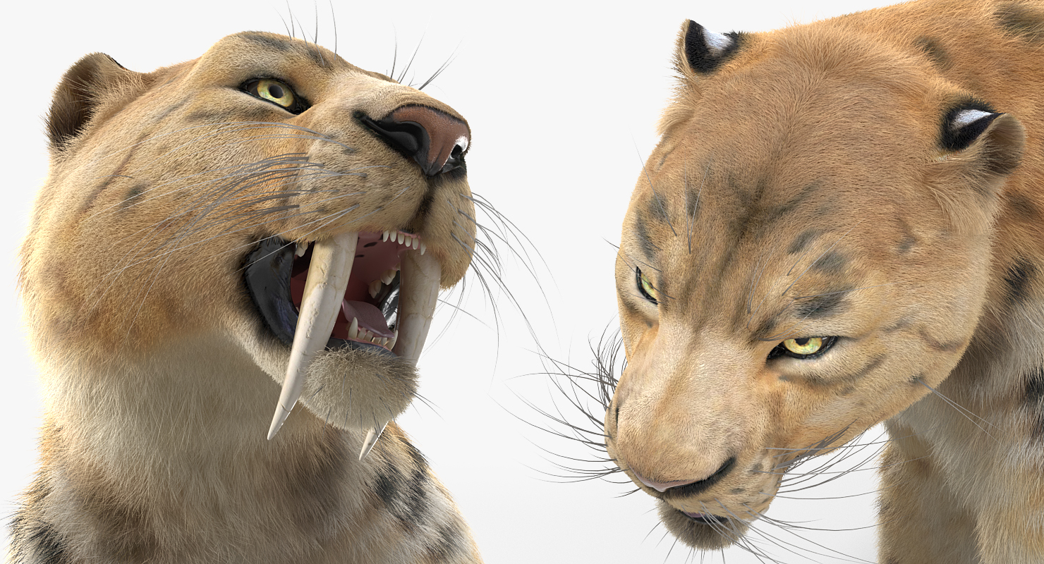 3D Saber Tooth Tiger Rigged with Fur model