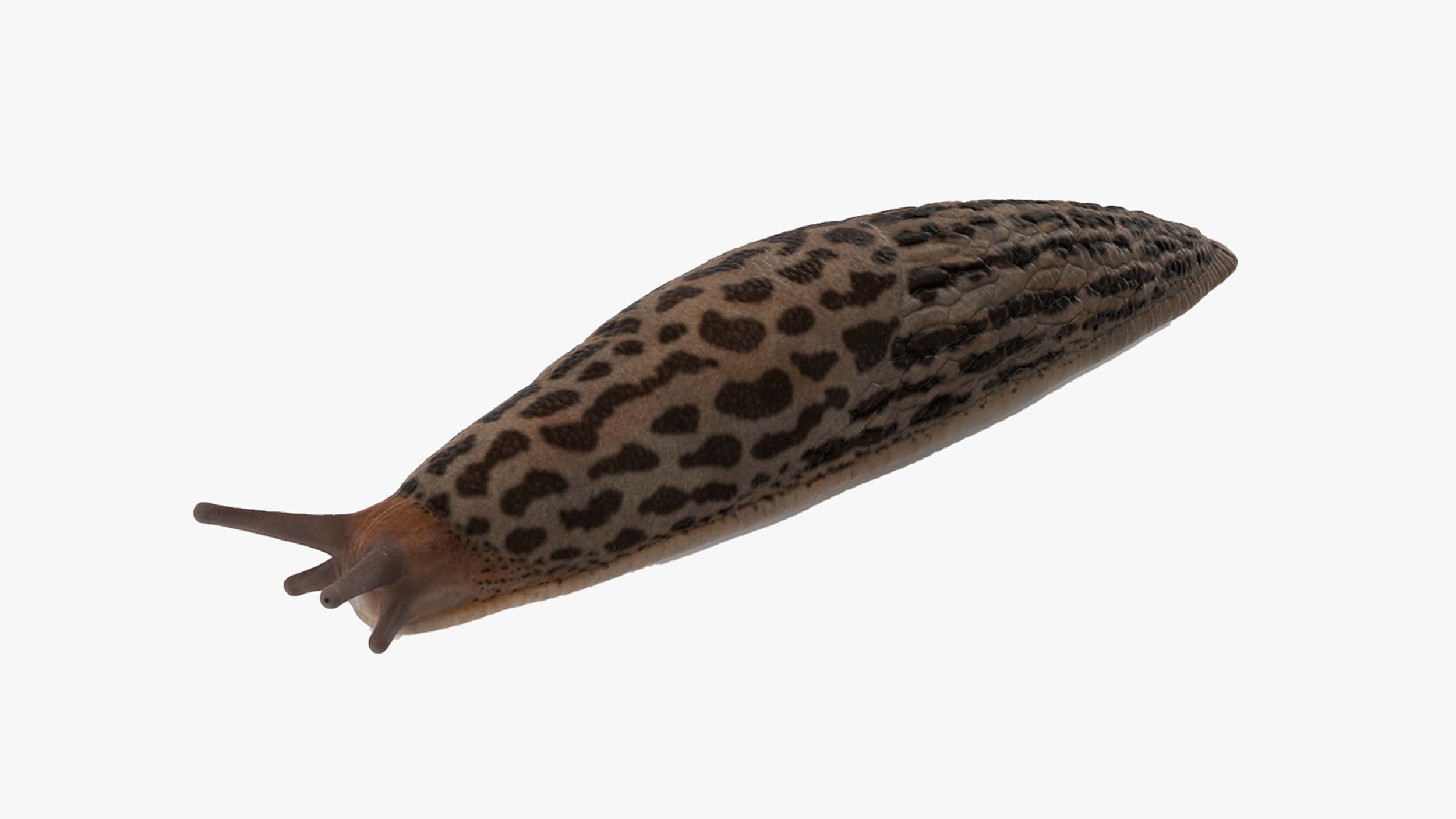 3D Great Slug Rigged for Maya