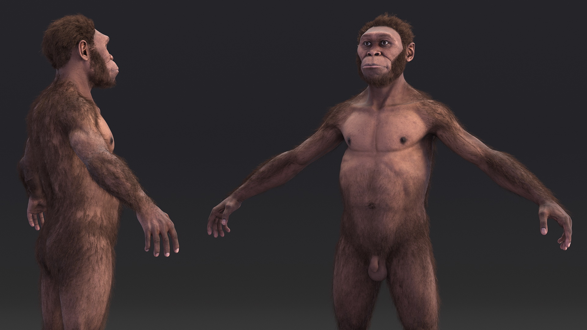 3D Homo Habilis Fur Rigged model