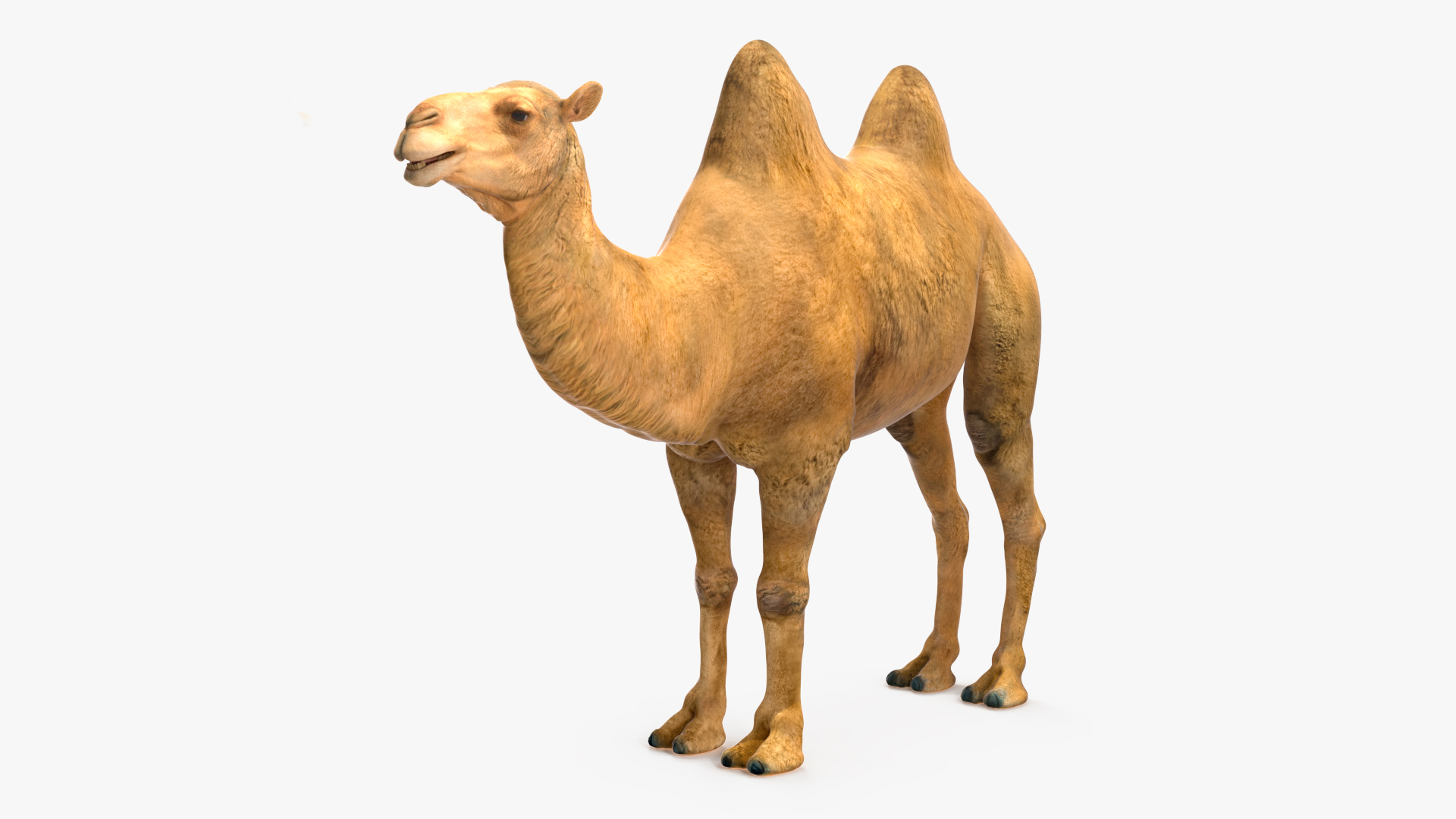 3D model Bactrian Camel Rigged for Maya