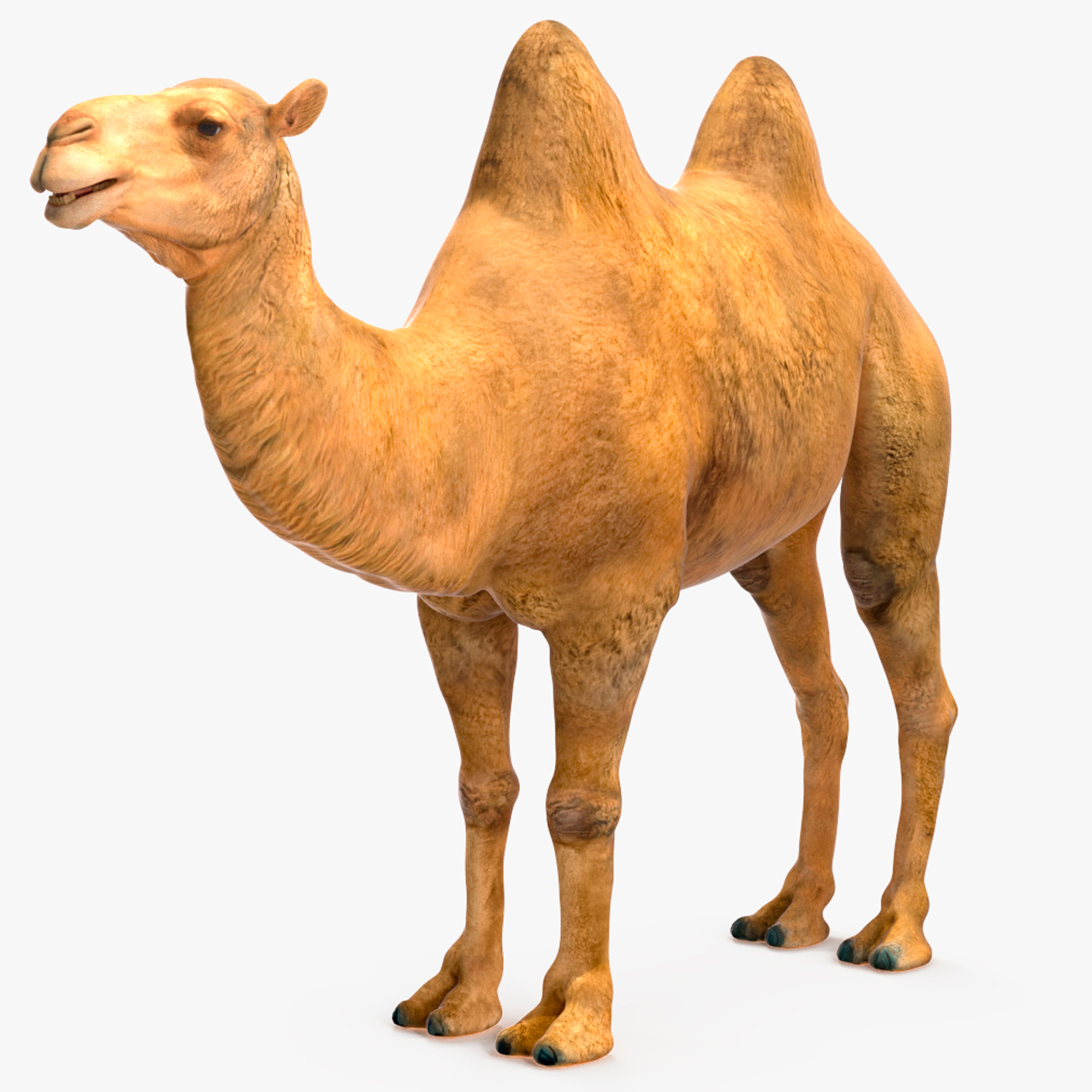 3D model Bactrian Camel Rigged for Maya