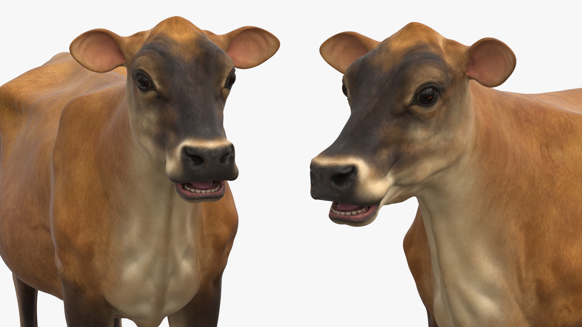 3D model Cattle Cow