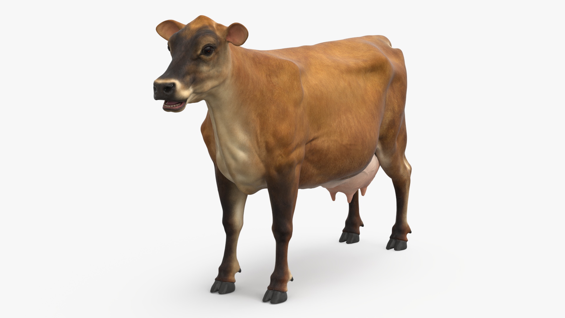 3D model Cattle Cow